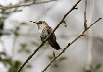 HummingbirdCalliopeJuveM1.jpg