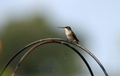 Hummingbird5.jpg