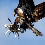 Drone.jpg