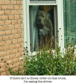 Bear eyeing the mailbox.jpg