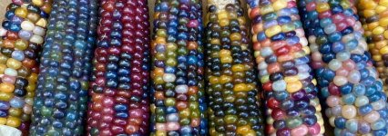 Glass gem corn.jpg