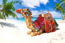 camel-ride-beach-tropical-84755668.jpg