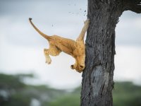 Lion cub fail.jpg