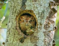 Screech owls.jpg