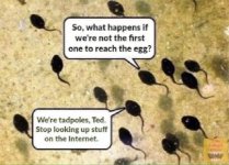 Tadpoles.jpeg
