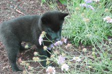 Lizzy - 8 weeks_0049.jpg