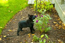 09-24-17-Bear_1024-0036.jpg