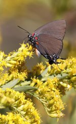 ButterflyPurpleHairstreak2.jpg