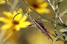 Grasshopper1.jpg