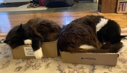 Boxed moggies Nov. 4.jpg