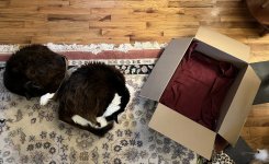 Sleeping outside the box.JPG