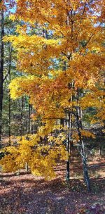 IMG_20221101_105457077_HDR~4.jpg