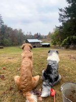 Good life on the farm.jpg
