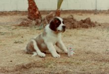 Thinking About a Bud.jpg