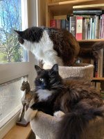 Cats NOT in boxes.jpg