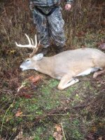 Deer1_2014.jpg