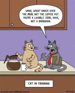 Cat in training.JPG