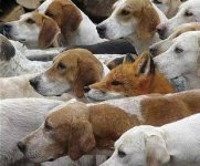 Dog, foxhounds.jpg