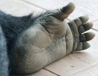 truegorillafeet.jpg