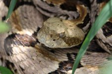 RattlesnakeCanebrake5.jpg
