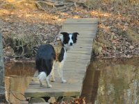 2022-11-20 10 Daisy at Woolly Hollow.jpg