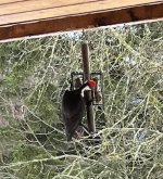 Pileated woodpecker.jpg