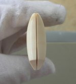 ivory6.jpg