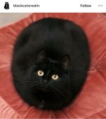 Blackcatsrealm.jpg