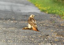 hawk.jpg