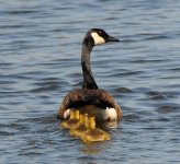 goose mom & little ones.jpg