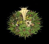 Sandra scanography datura.jpg