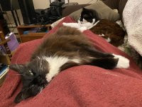 Be-catted_1.jpg