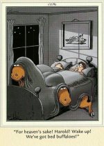 bed buffalos.jpg