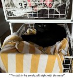 Cat condo copy.jpg