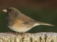 Junco02.jpg