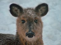 Fuzzy.jpg