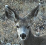 muley fawn -- '21.JPG