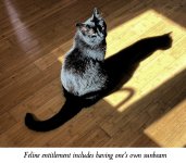 Own sunbeam.jpg