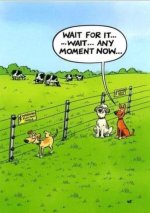 electric fence.jpg