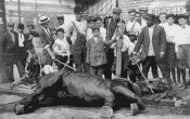 small dead horse gif balck and white 2.gif