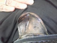iwb holster.jpg