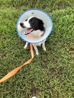2020-09-10 Daisy 02.jpg