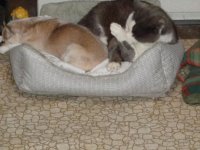 Dixie & Pretty Boy2.jpg
