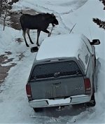bullwinkle, March 27, '23.jpg