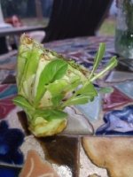 romaine.jpg