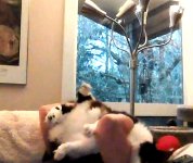 Tossing the moggie.jpg