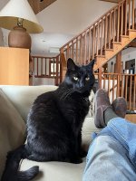 Smudge the Patrician.jpg