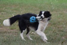 2021-09-03 Daisy 04.jpg