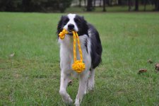 2021-09-29 Daisy 02.jpg