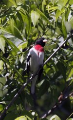 RoseBreastedGrosbeak1.jpg